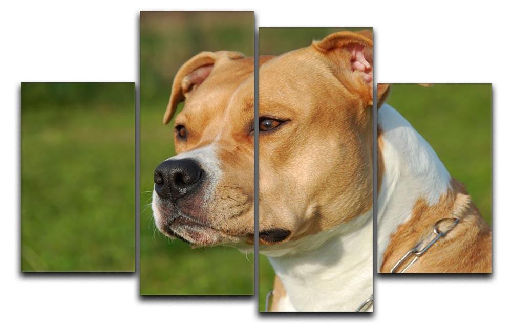 Portrait of a beautiful female purebred American Staffordshire Terrier 4 Split Panel Canvas - Canvas Art Rocks - 1