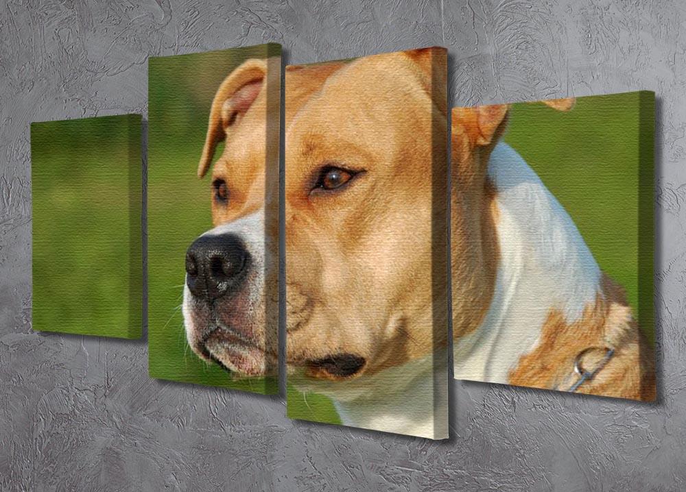 Portrait of a beautiful female purebred American Staffordshire Terrier 4 Split Panel Canvas - Canvas Art Rocks - 2