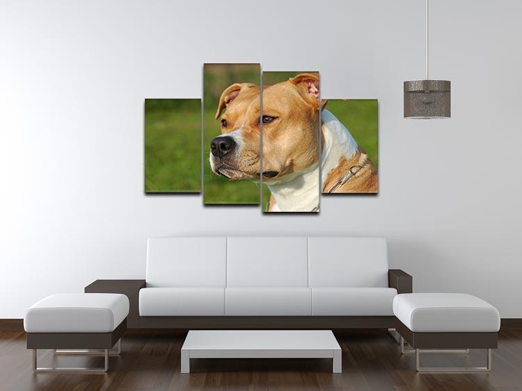 Portrait of a beautiful female purebred American Staffordshire Terrier 4 Split Panel Canvas - Canvas Art Rocks - 3