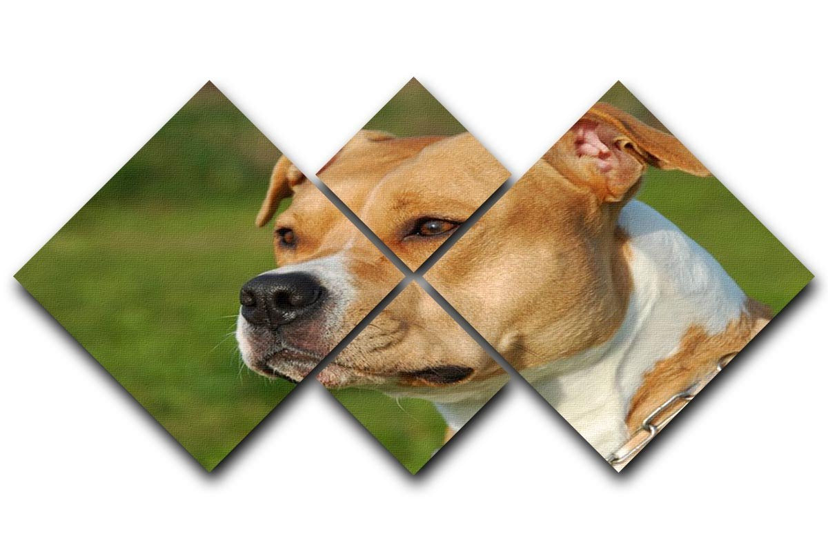 Portrait of a beautiful female purebred American Staffordshire Terrier 4 Square Multi Panel Canvas - Canvas Art Rocks - 1