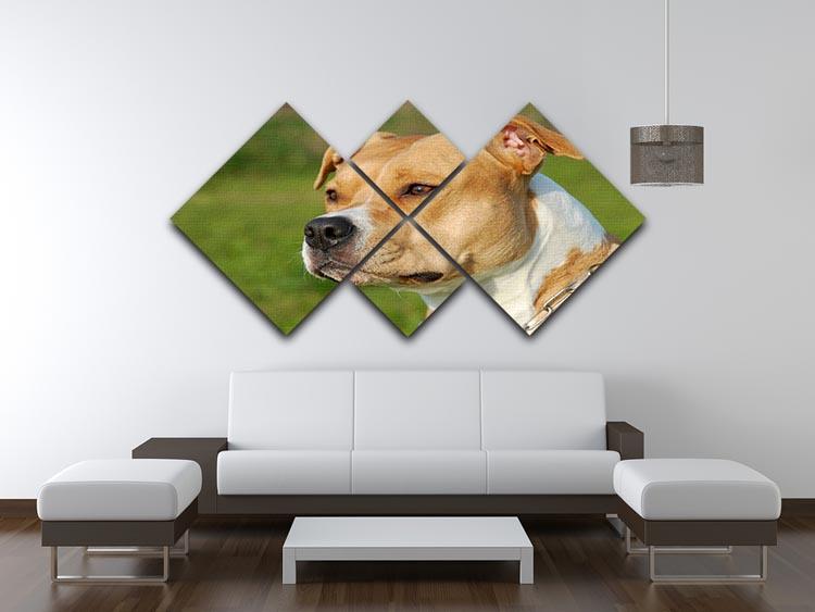Portrait of a beautiful female purebred American Staffordshire Terrier 4 Square Multi Panel Canvas - Canvas Art Rocks - 3