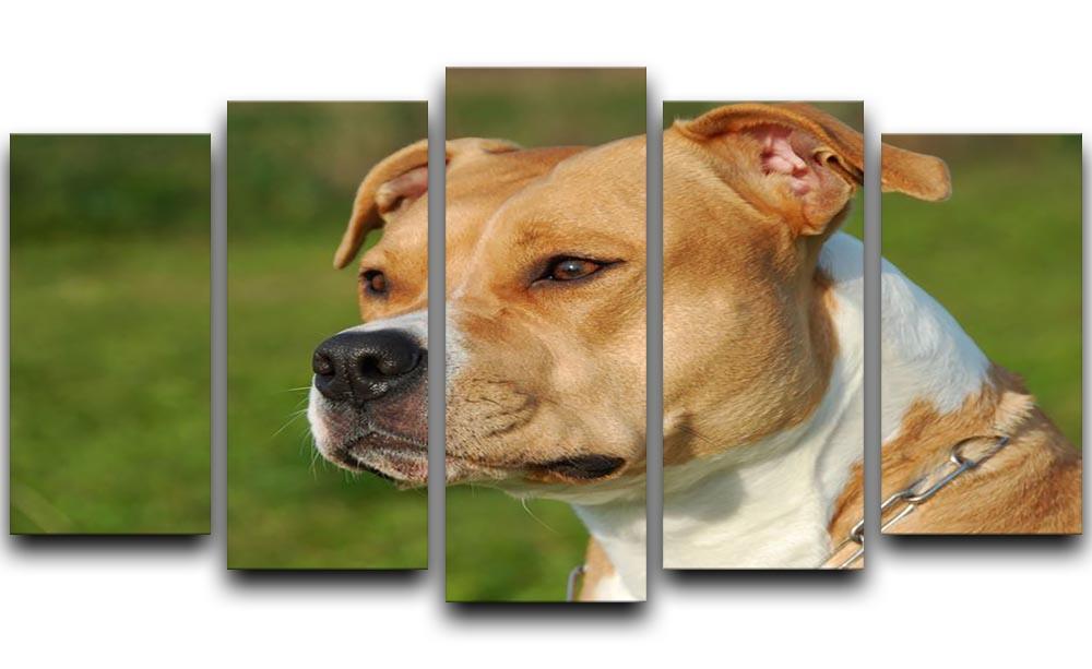 Portrait of a beautiful female purebred American Staffordshire Terrier 5 Split Panel Canvas - Canvas Art Rocks - 1