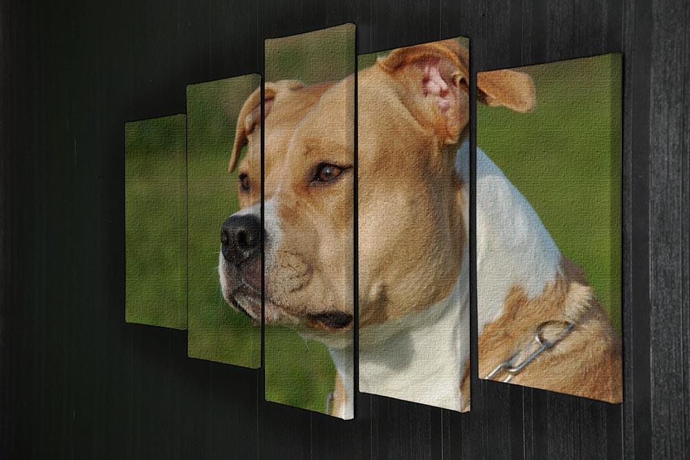 Portrait of a beautiful female purebred American Staffordshire Terrier 5 Split Panel Canvas - Canvas Art Rocks - 2
