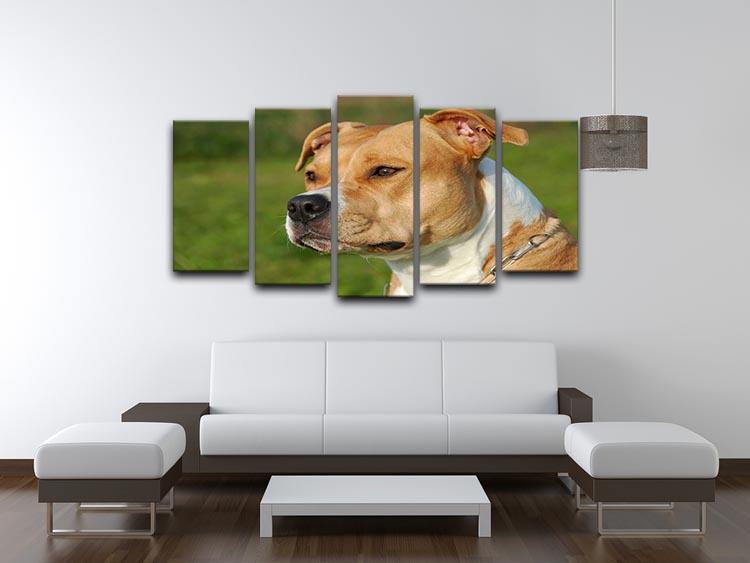 Portrait of a beautiful female purebred American Staffordshire Terrier 5 Split Panel Canvas - Canvas Art Rocks - 3
