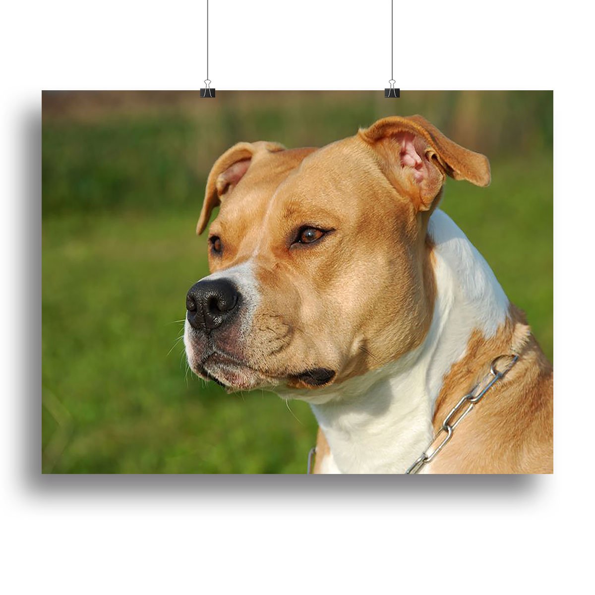 Portrait of a beautiful female purebred American Staffordshire Terrier Canvas Print or Poster