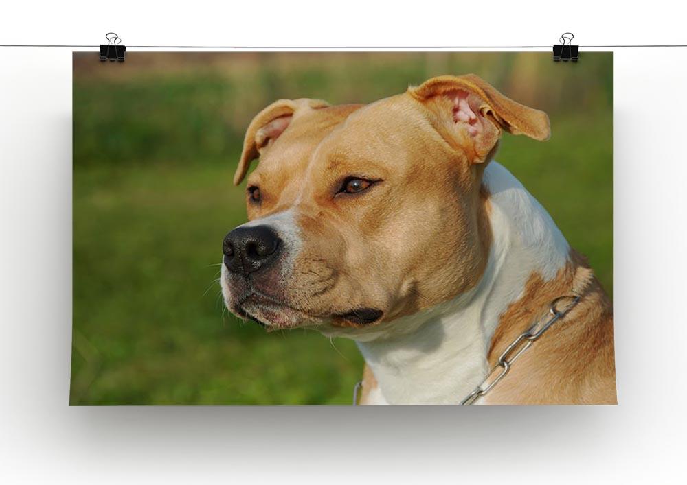 Portrait of a beautiful female purebred American Staffordshire Terrier Canvas Print or Poster - Canvas Art Rocks - 2
