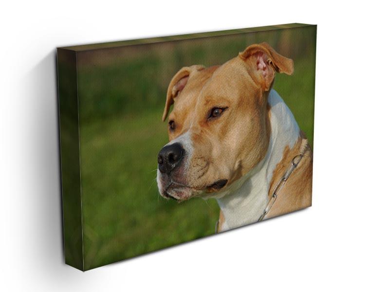 Portrait of a beautiful female purebred American Staffordshire Terrier Canvas Print or Poster - Canvas Art Rocks - 3