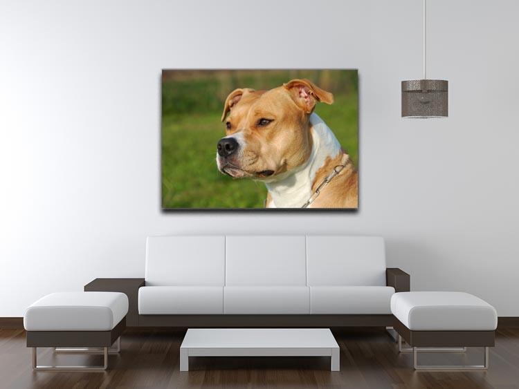 Portrait of a beautiful female purebred American Staffordshire Terrier Canvas Print or Poster - Canvas Art Rocks - 4