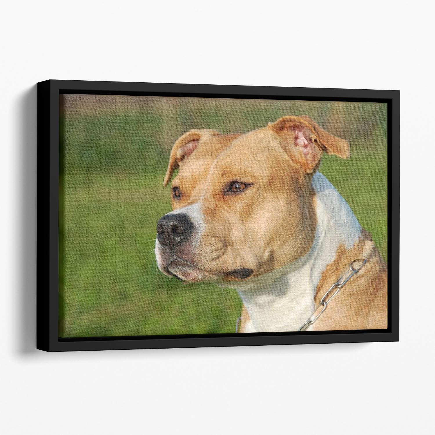 Portrait of a beautiful female purebred American Staffordshire Terrier Floating Framed Canvas - Canvas Art Rocks - 1