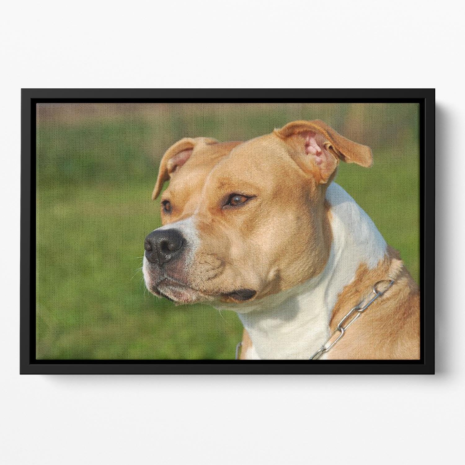 Portrait of a beautiful female purebred American Staffordshire Terrier Floating Framed Canvas - Canvas Art Rocks - 2