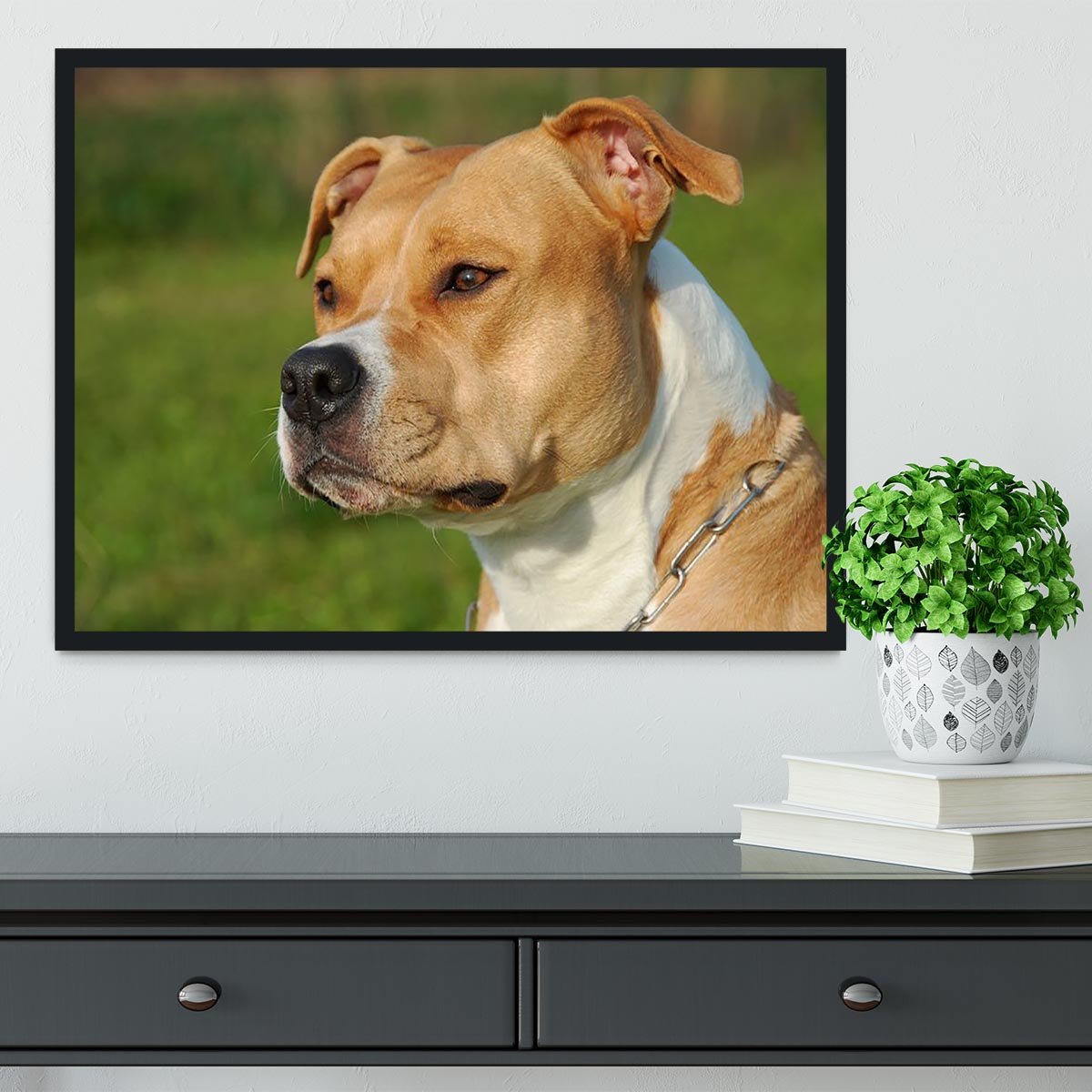 Portrait of a beautiful female purebred American Staffordshire Terrier Framed Print - Canvas Art Rocks - 2