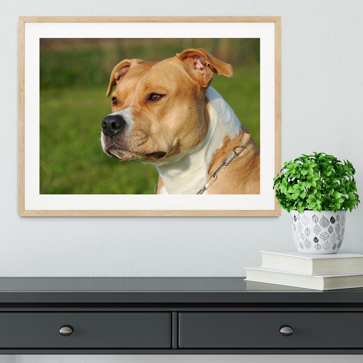 Portrait of a beautiful female purebred American Staffordshire Terrier Framed Print - Canvas Art Rocks - 3