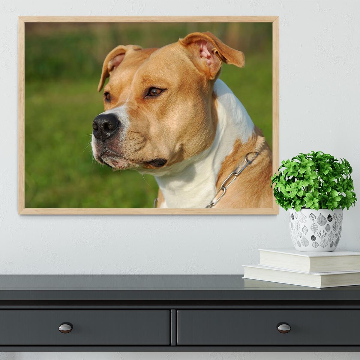 Portrait of a beautiful female purebred American Staffordshire Terrier Framed Print - Canvas Art Rocks - 4