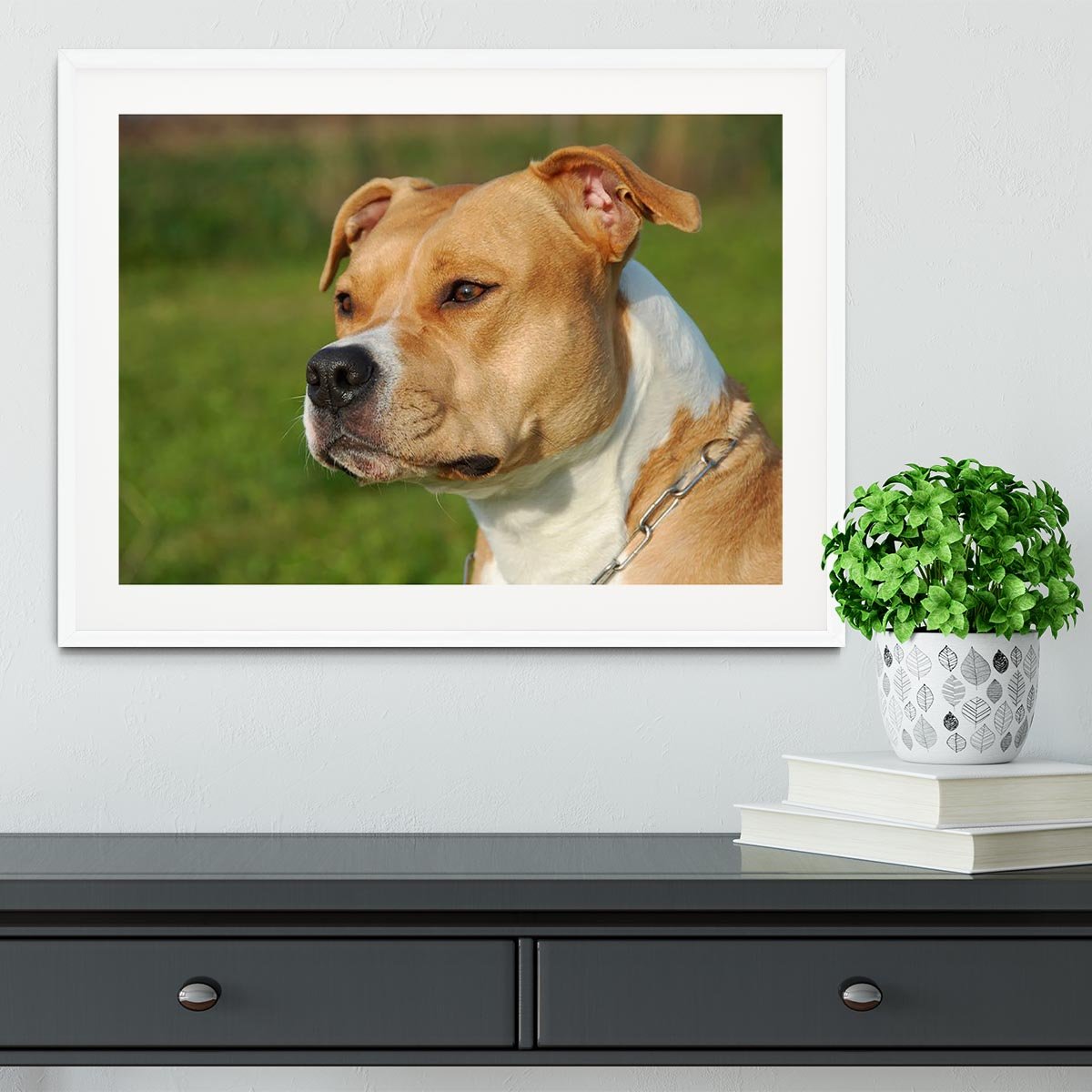 Portrait of a beautiful female purebred American Staffordshire Terrier Framed Print - Canvas Art Rocks - 5