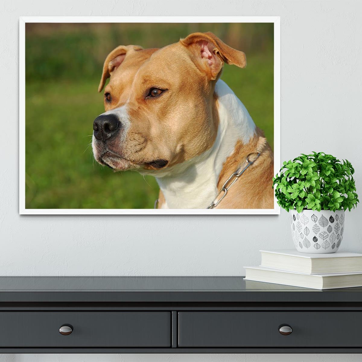Portrait of a beautiful female purebred American Staffordshire Terrier Framed Print - Canvas Art Rocks -6