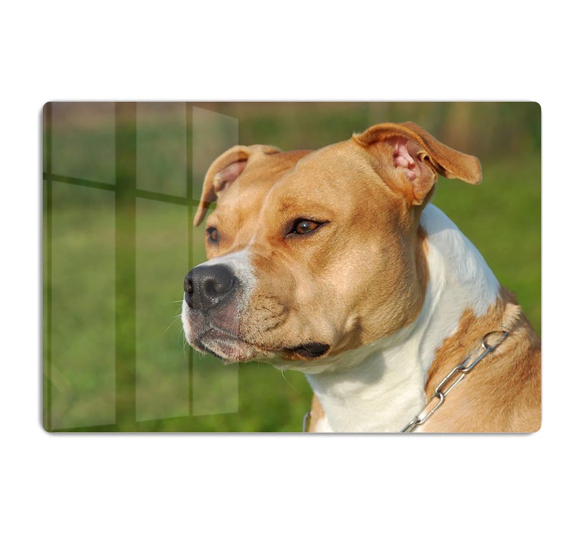 Portrait of a beautiful female purebred American Staffordshire Terrier HD Metal Print - Canvas Art Rocks - 1