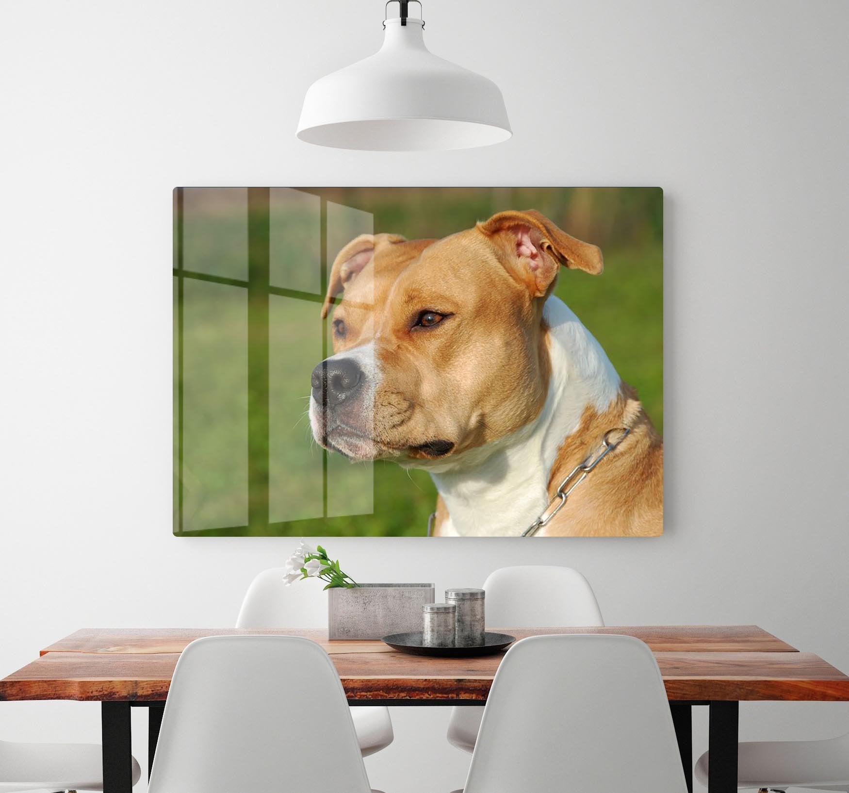 Portrait of a beautiful female purebred American Staffordshire Terrier HD Metal Print - Canvas Art Rocks - 2