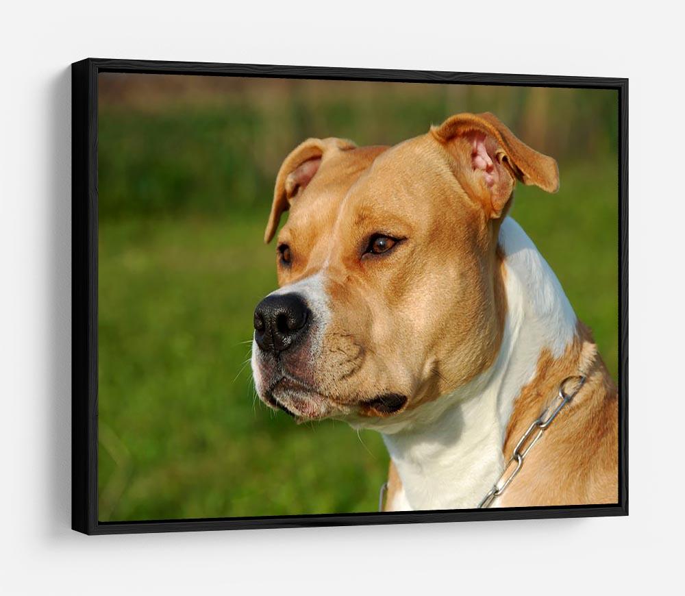 Portrait of a beautiful female purebred American Staffordshire Terrier HD Metal Print - Canvas Art Rocks - 6
