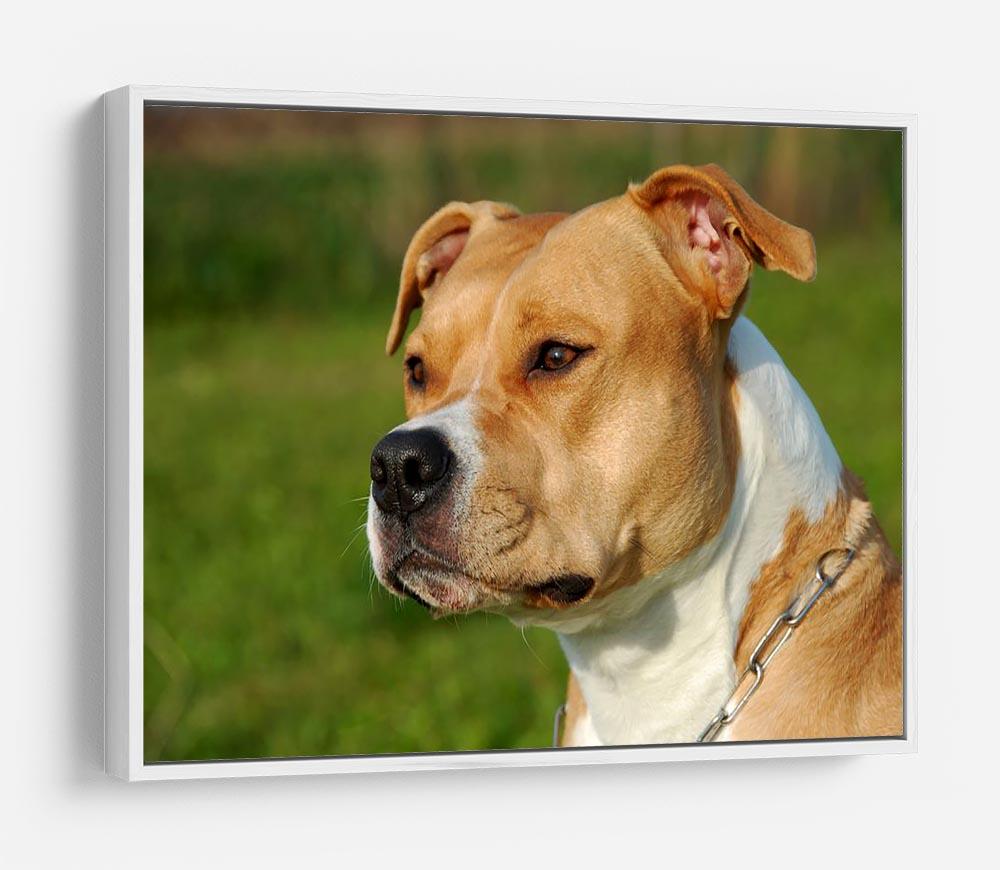 Portrait of a beautiful female purebred American Staffordshire Terrier HD Metal Print - Canvas Art Rocks - 7