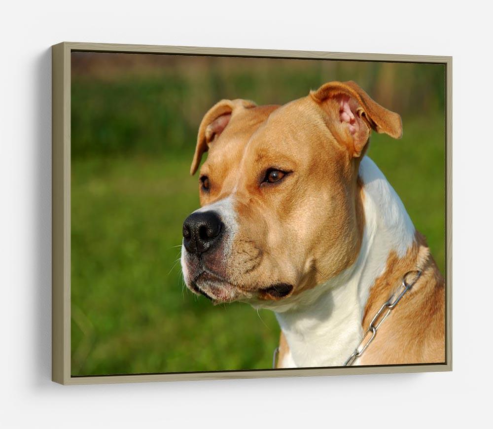 Portrait of a beautiful female purebred American Staffordshire Terrier HD Metal Print - Canvas Art Rocks - 8