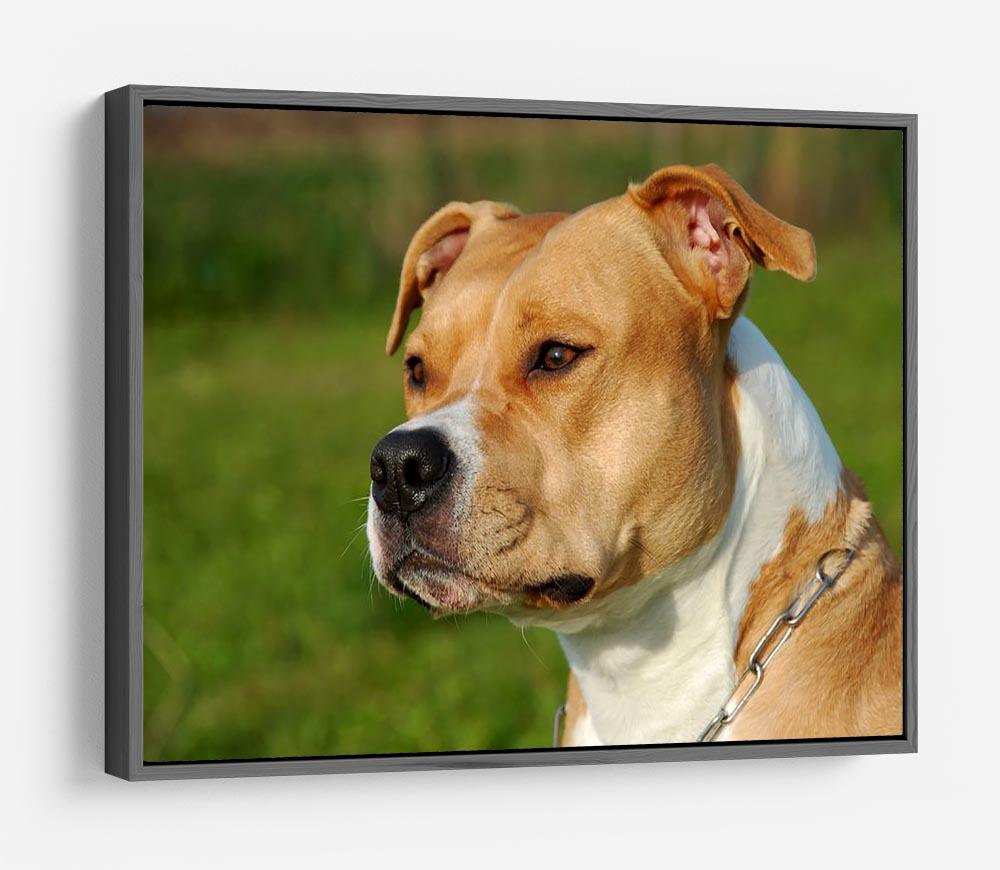 Portrait of a beautiful female purebred American Staffordshire Terrier HD Metal Print - Canvas Art Rocks - 9