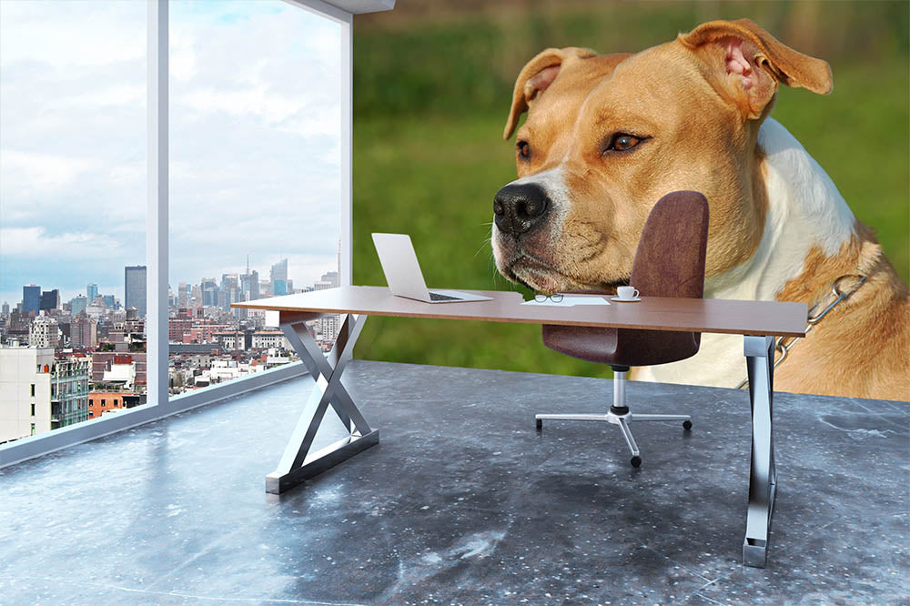 Portrait of a beautiful female purebred American Staffordshire Terrier Wall Mural Wallpaper - Canvas Art Rocks - 3