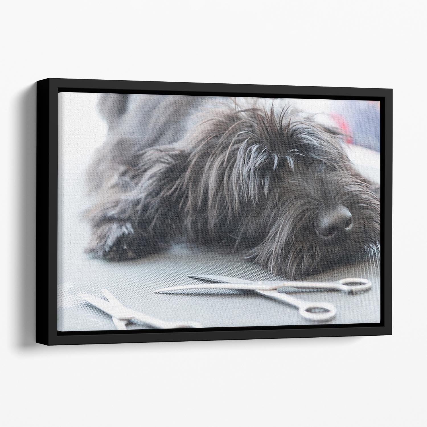 Portrait of a cute Schnauzer lying on the grooming table Floating Framed Canvas - Canvas Art Rocks - 1