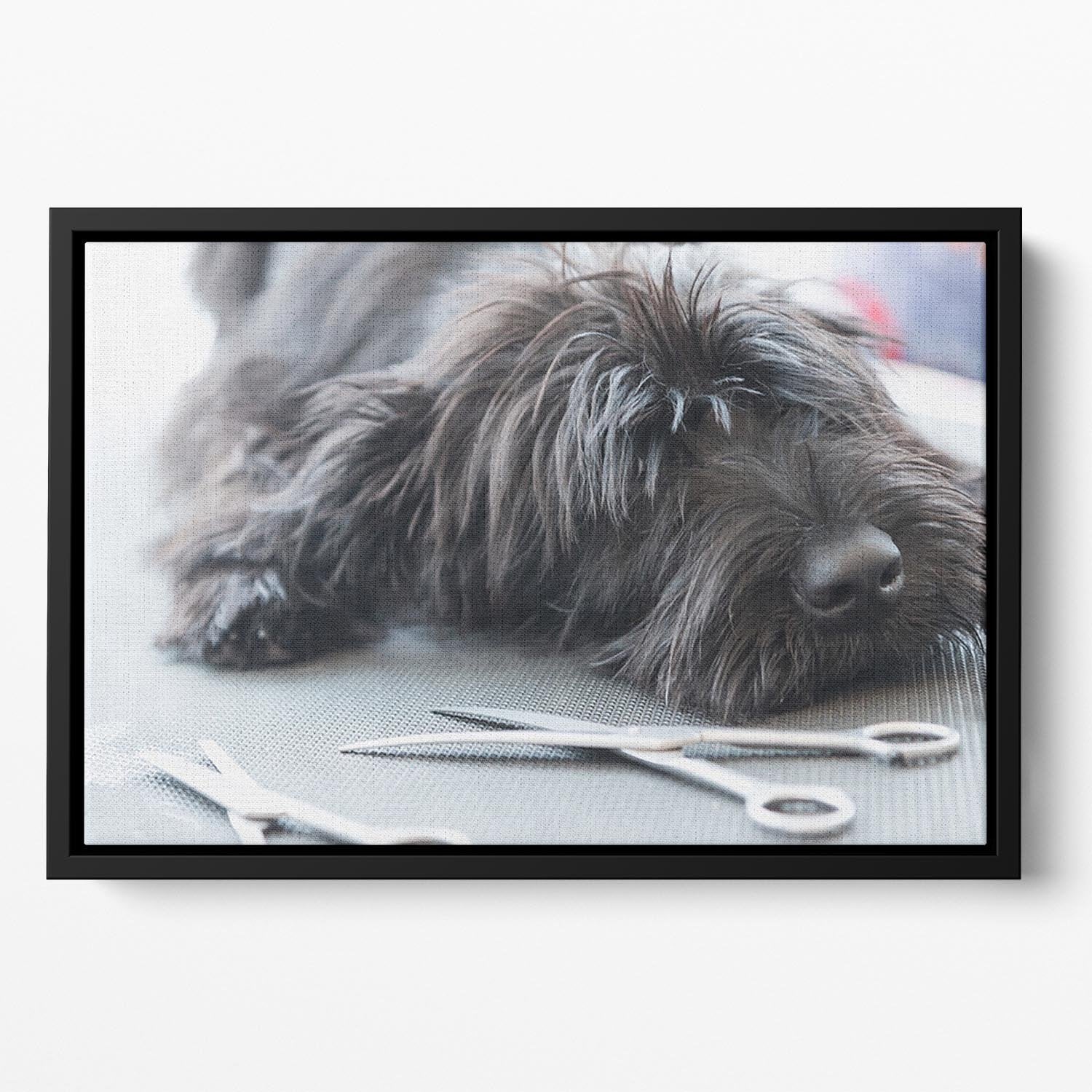 Portrait of a cute Schnauzer lying on the grooming table Floating Framed Canvas - Canvas Art Rocks - 2