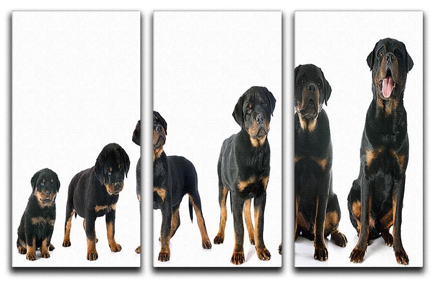 Portrait of a purebred puppy rottweiler 3 Split Panel Canvas Print - Canvas Art Rocks - 1