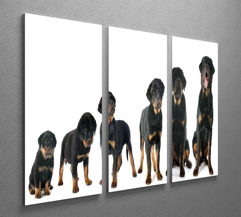 Portrait of a purebred puppy rottweiler 3 Split Panel Canvas Print - Canvas Art Rocks - 2