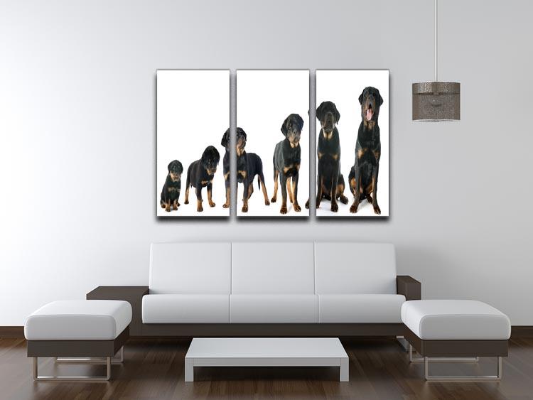 Portrait of a purebred puppy rottweiler 3 Split Panel Canvas Print - Canvas Art Rocks - 3