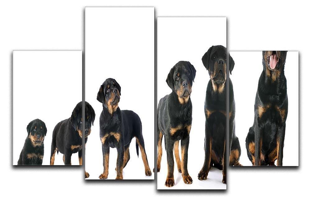 Portrait of a purebred puppy rottweiler 4 Split Panel Canvas - Canvas Art Rocks - 1