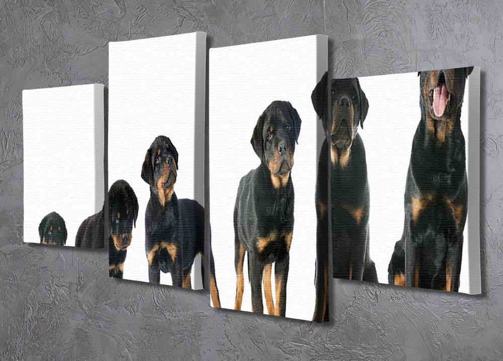 Portrait of a purebred puppy rottweiler 4 Split Panel Canvas - Canvas Art Rocks - 2
