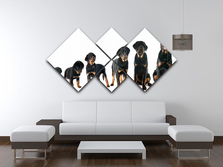 Portrait of a purebred puppy rottweiler 4 Square Multi Panel Canvas - Canvas Art Rocks - 3
