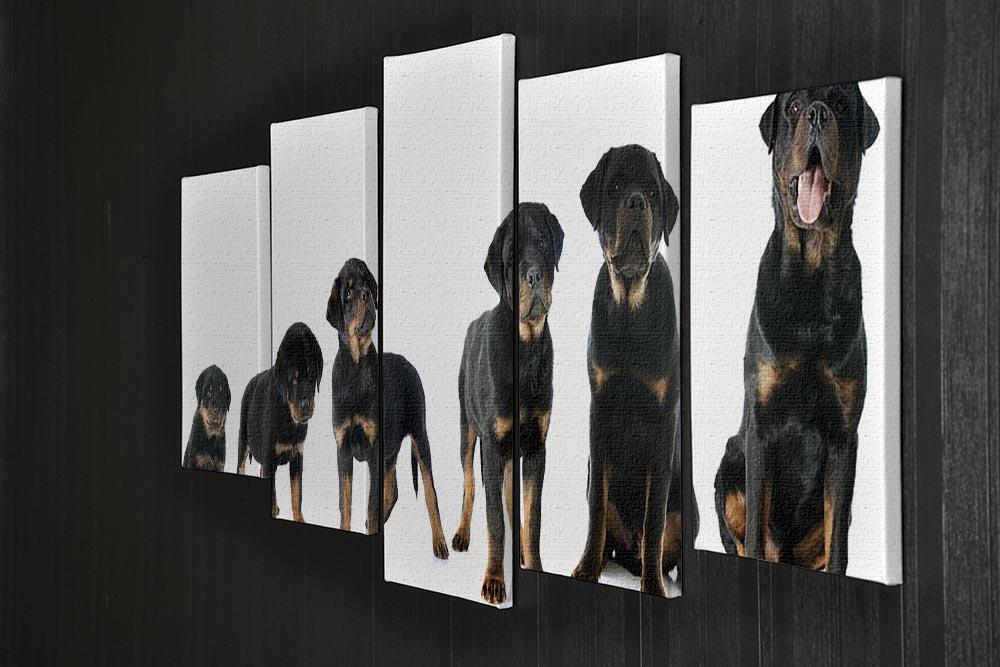Portrait of a purebred puppy rottweiler 5 Split Panel Canvas - Canvas Art Rocks - 2