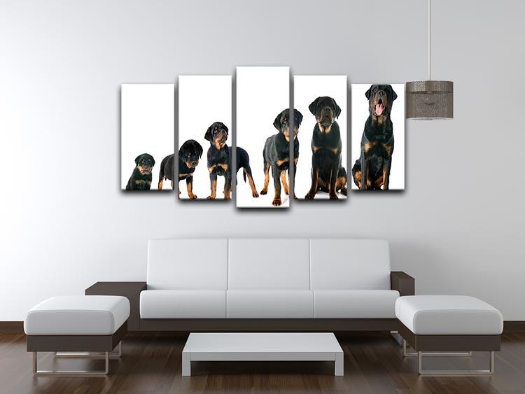 Portrait of a purebred puppy rottweiler 5 Split Panel Canvas - Canvas Art Rocks - 3