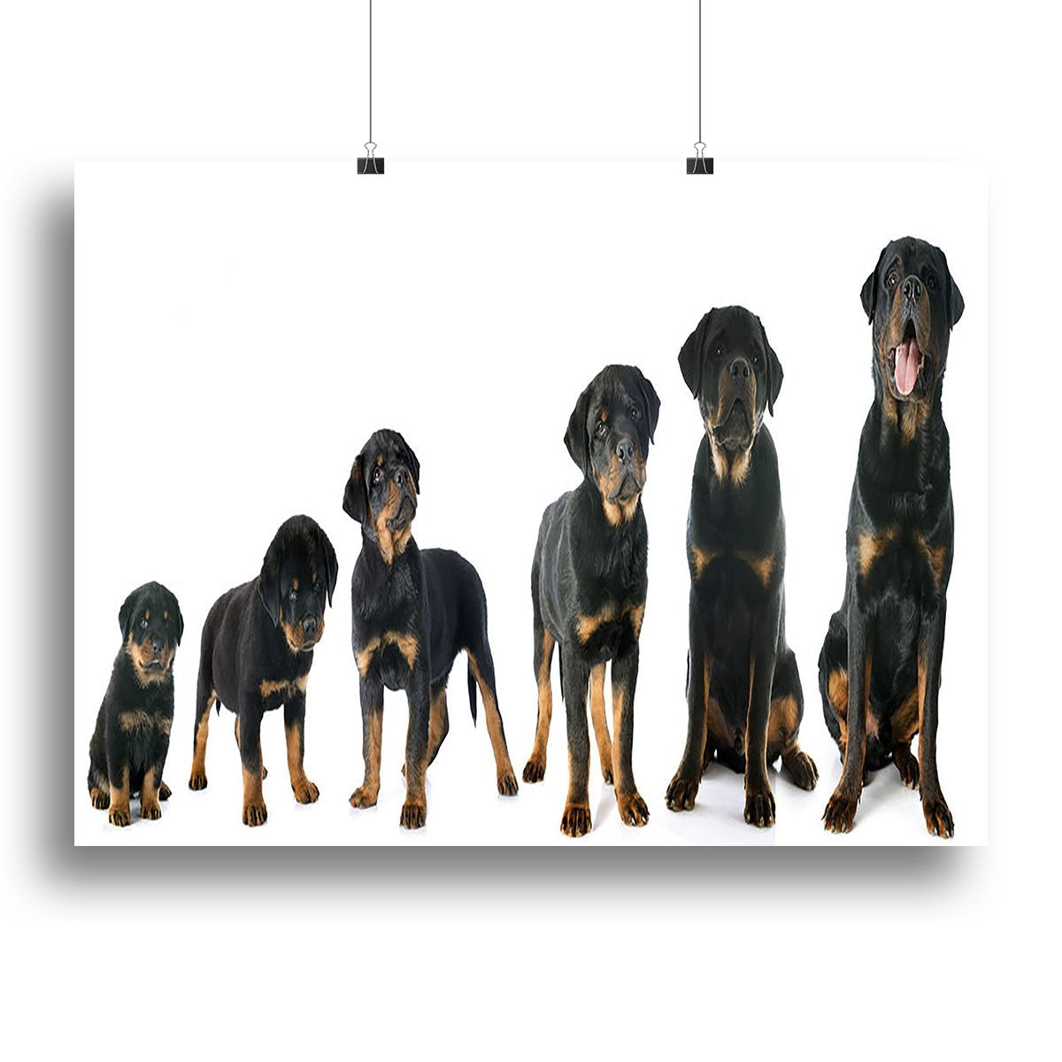 Portrait of a purebred puppy rottweiler Canvas Print or Poster