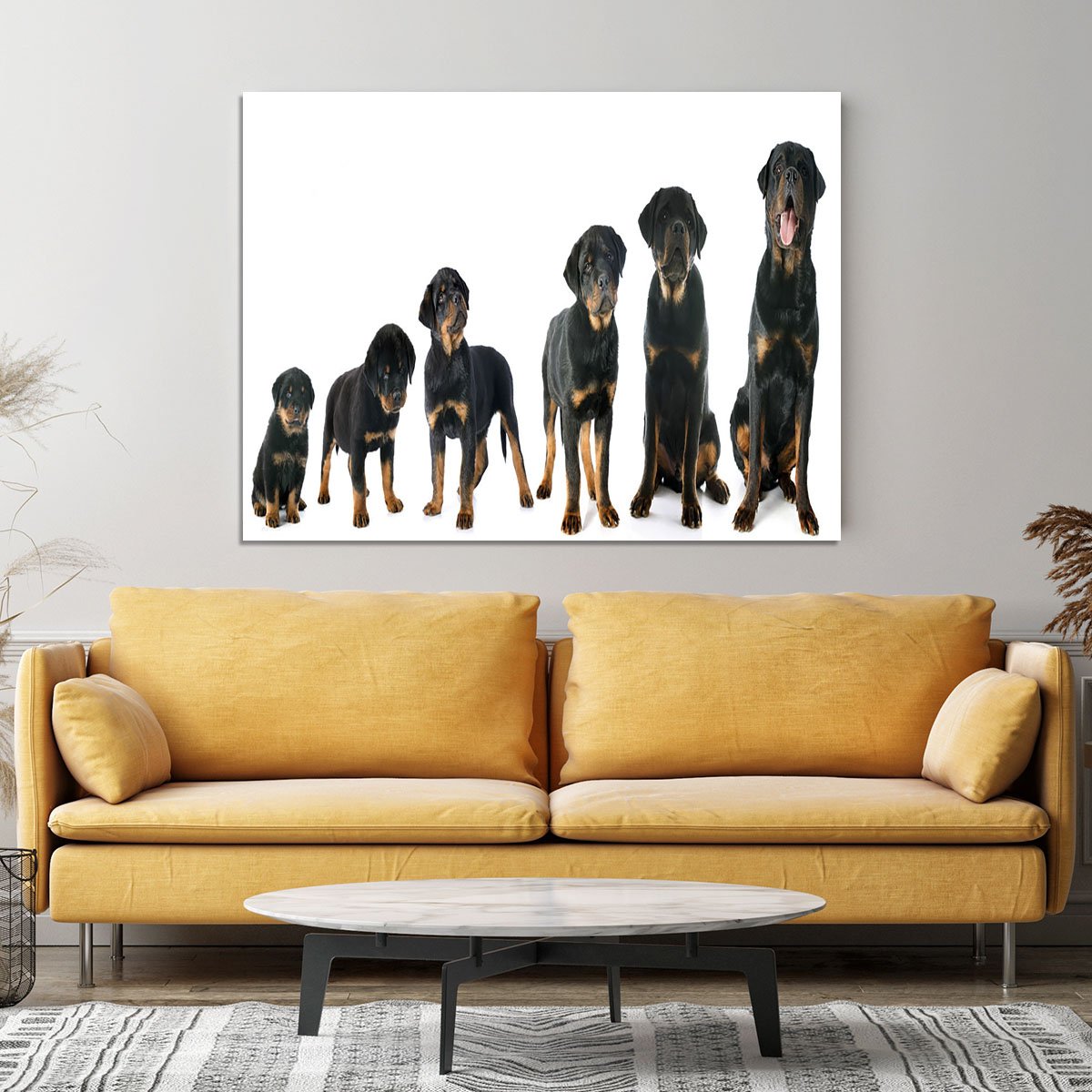 Portrait of a purebred puppy rottweiler Canvas Print or Poster
