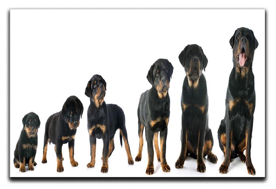 Portrait of a purebred puppy rottweiler Canvas Print or Poster - Canvas Art Rocks - 1