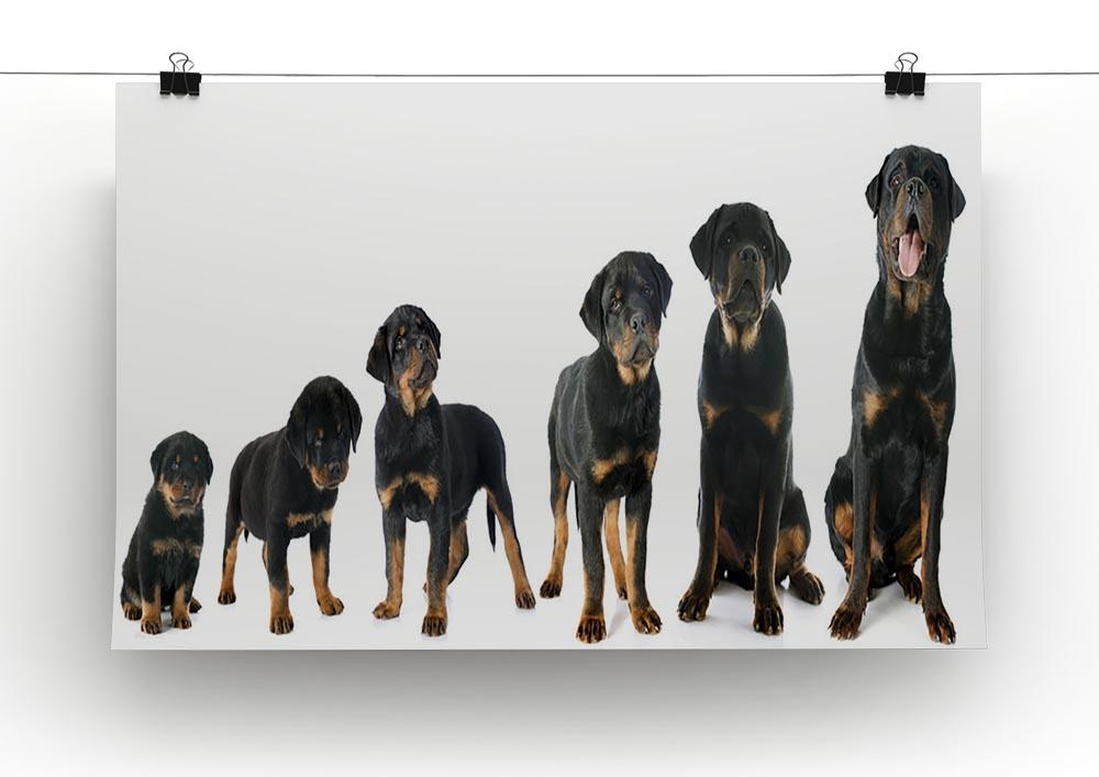 Portrait of a purebred puppy rottweiler Canvas Print or Poster - Canvas Art Rocks - 2