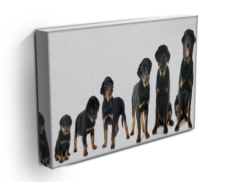 Portrait of a purebred puppy rottweiler Canvas Print or Poster - Canvas Art Rocks - 3