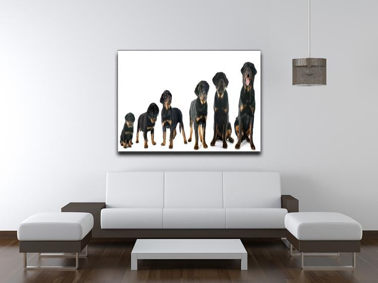 Portrait of a purebred puppy rottweiler Canvas Print or Poster - Canvas Art Rocks - 4