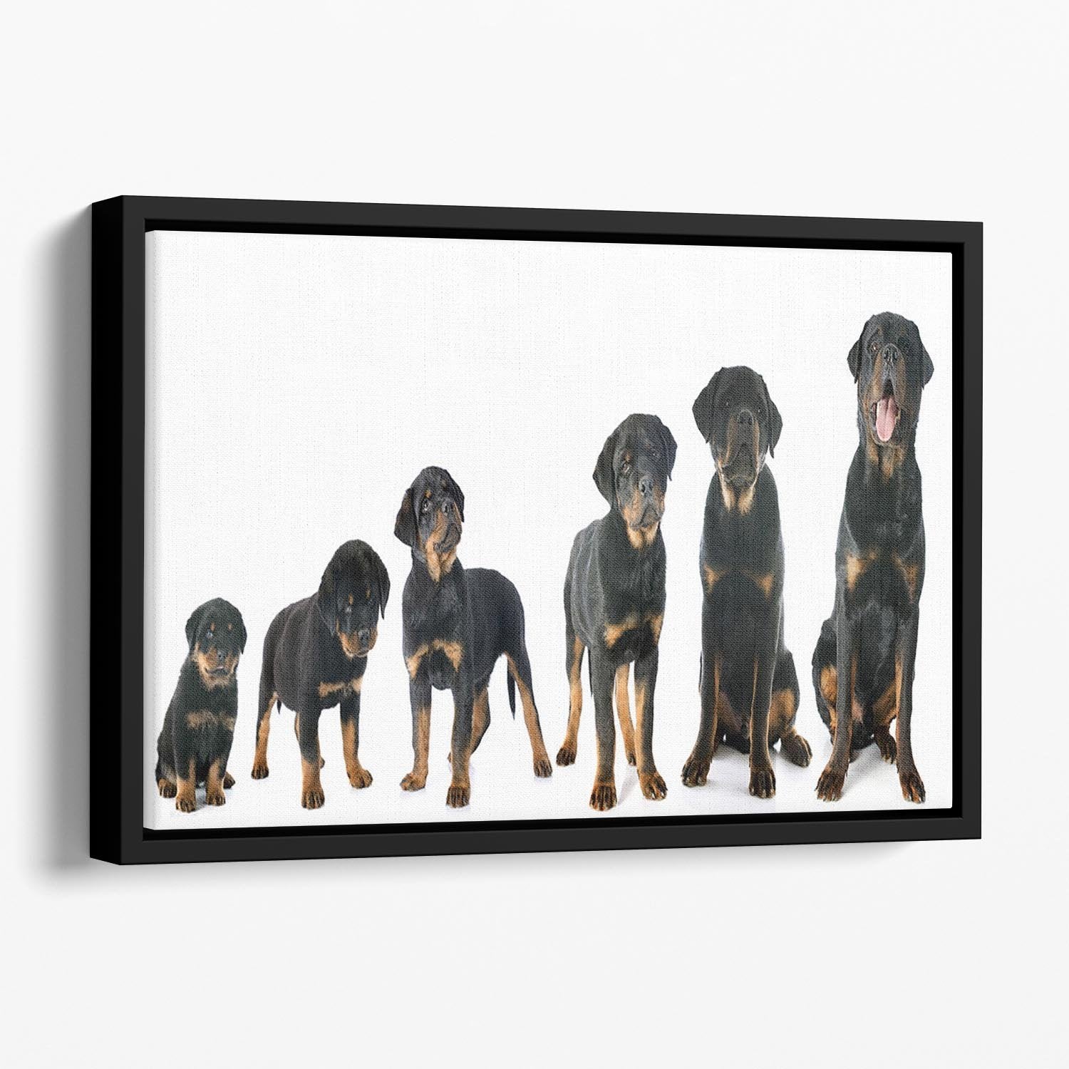 Portrait of a purebred puppy rottweiler Floating Framed Canvas - Canvas Art Rocks - 1