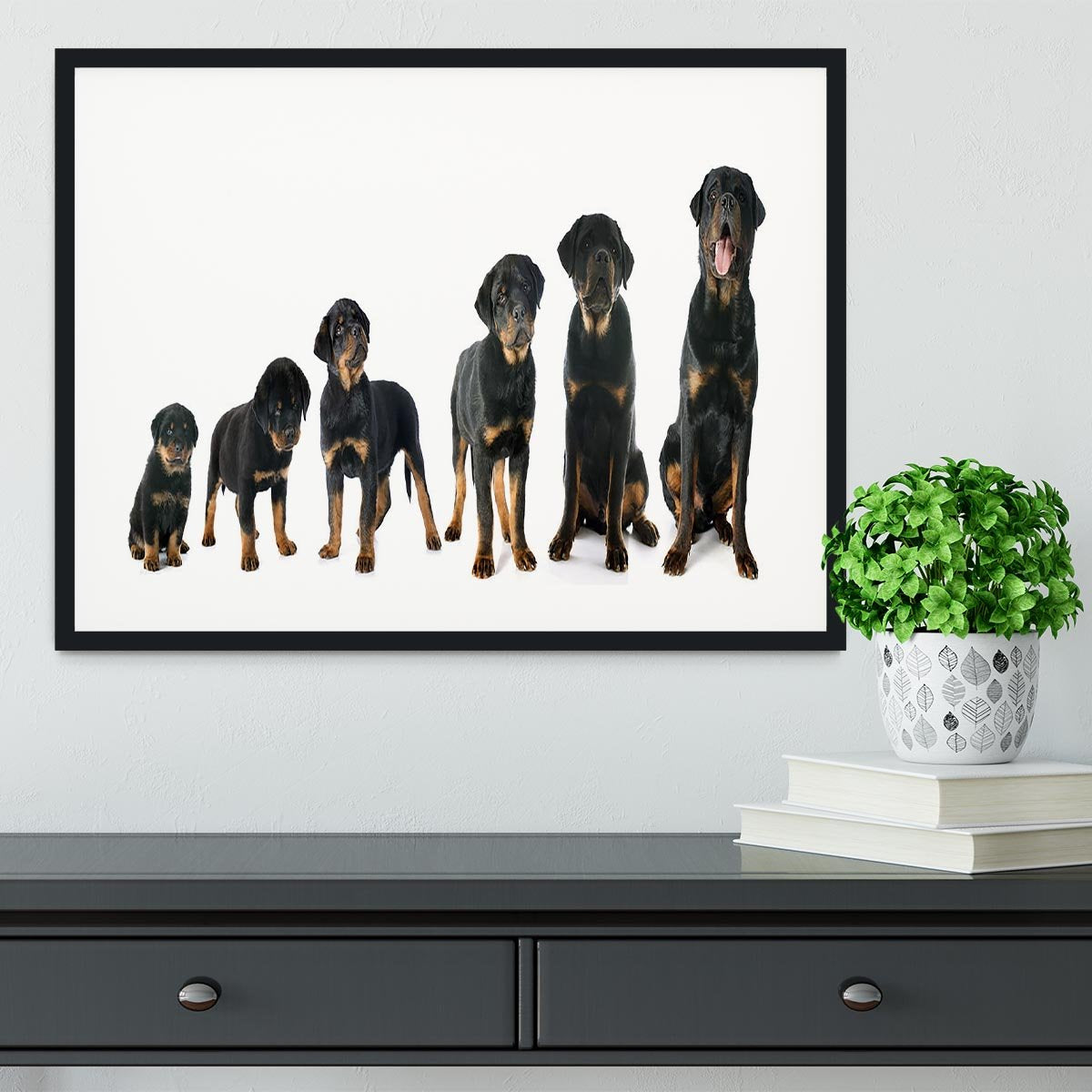 Portrait of a purebred puppy rottweiler Framed Print - Canvas Art Rocks - 1