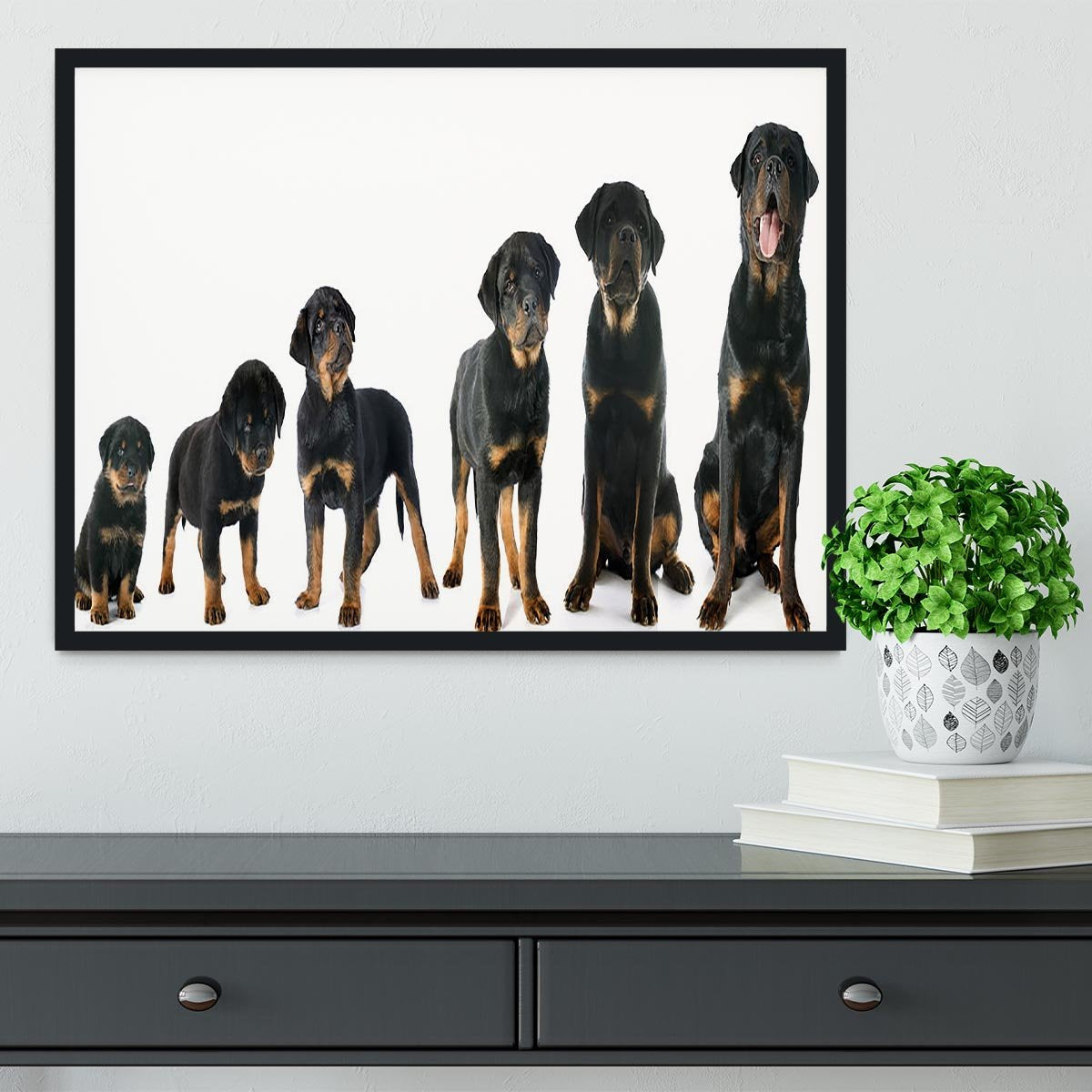 Portrait of a purebred puppy rottweiler Framed Print - Canvas Art Rocks - 2