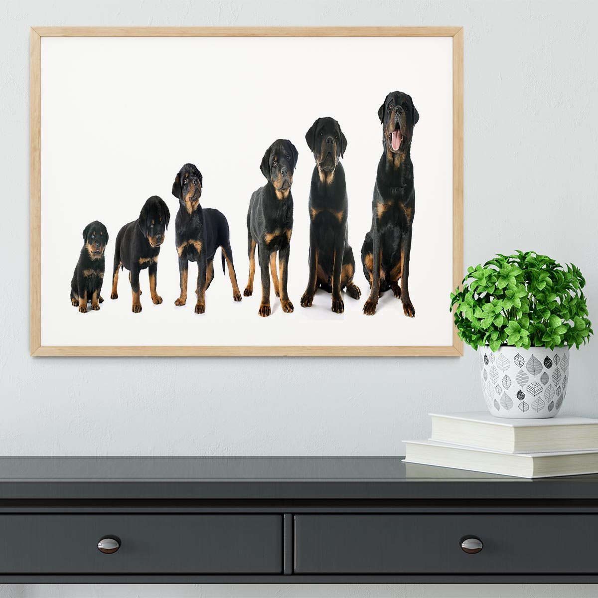 Portrait of a purebred puppy rottweiler Framed Print - Canvas Art Rocks - 3