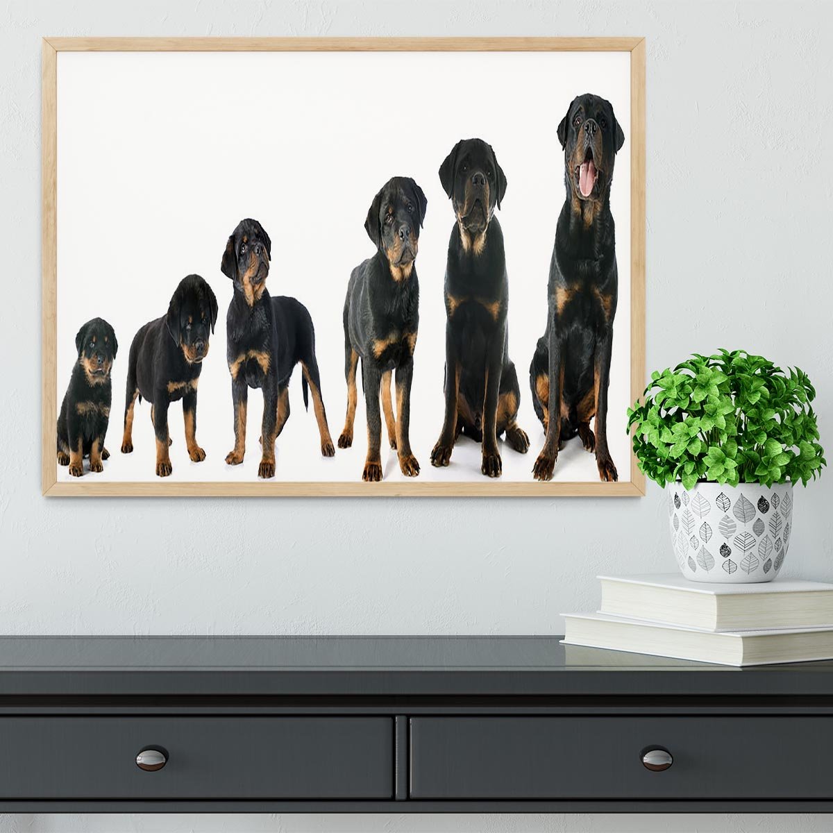 Portrait of a purebred puppy rottweiler Framed Print - Canvas Art Rocks - 4
