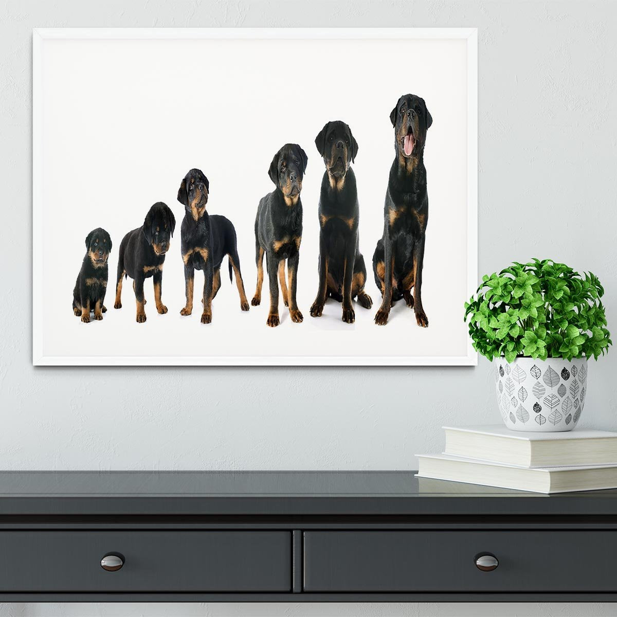 Portrait of a purebred puppy rottweiler Framed Print - Canvas Art Rocks - 5