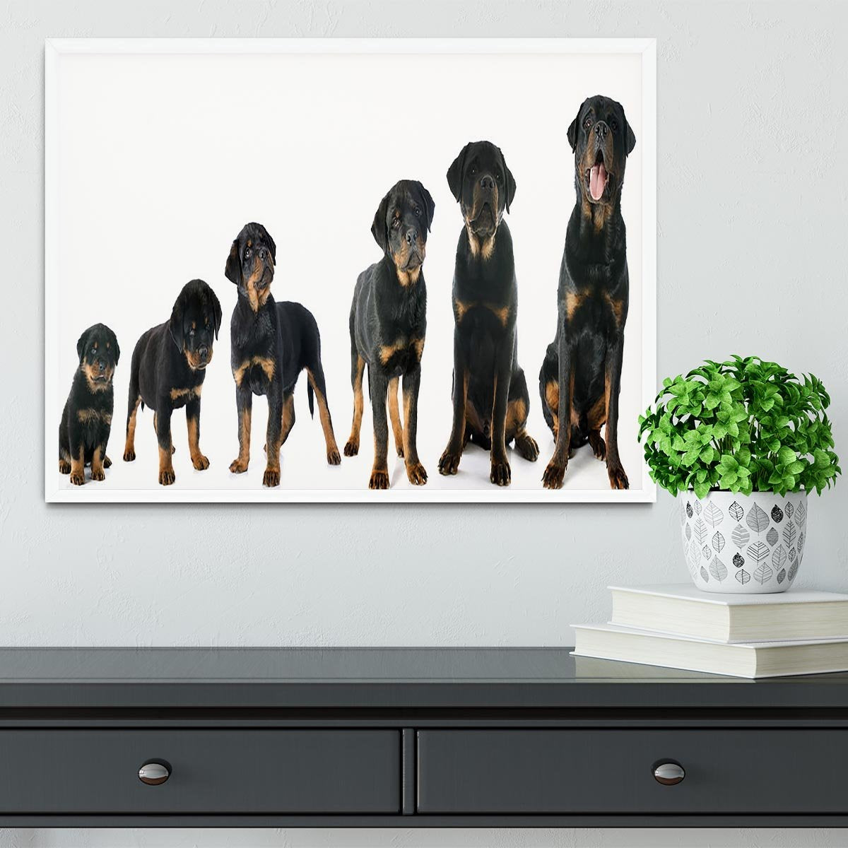 Portrait of a purebred puppy rottweiler Framed Print - Canvas Art Rocks -6