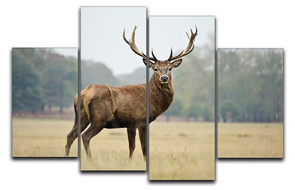 Portrait of adult red deer stag in field 4 Split Panel Canvas - Canvas Art Rocks - 1